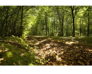 Accueil Vendée à Mervent