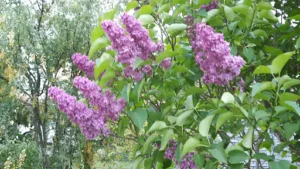 Le Marigny à Pantin