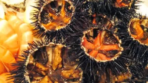 Coquillages Penco à Aubagne