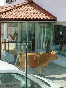 Venta Peio 3 à Bera