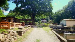 Pisciculture les Uguettes à La Salvetat-sur-Agout