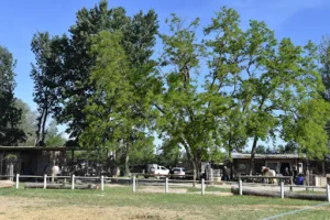 Manade Des Chardons – Restaurant « La Cabane du Gardian » à Roquemaure