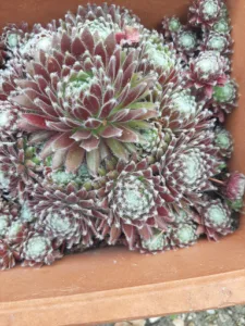 Le Diplomate à Gennevilliers