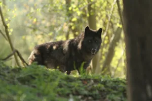 Temple Des Loups à Muchedent