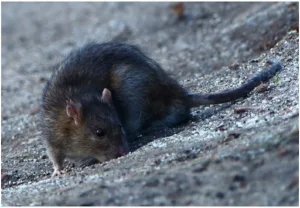 Normandie Désinsectisation à Villers-Bocage