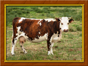 LA FRINGALE à Évreux