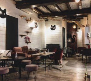 Mia House bar à chats à Le Mans