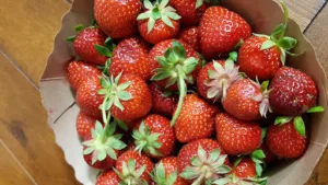 Doisy Olivier à Les Rues-des-Vignes