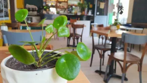 La Tamtamerie – Restaurant /Bar Villeurbanne à Villeurbanne