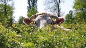 Maison du Charolais à Charolles