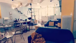 Le ChatRenThé – CatCoffee & Restaurant à La Rochelle