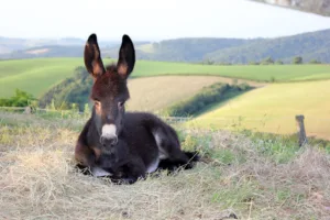 Asinerie de Pierretoun à La Bastide-Clairence