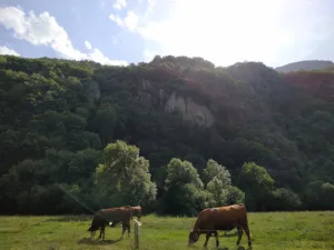 Allo J’ai Faim à Montpellier