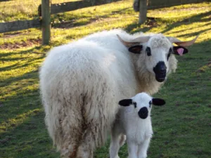 Parc du Touron à Campsegret