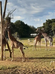 Planète Sauvage à Port-Saint-Père