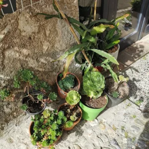 L’Ô à St Paul de Vence