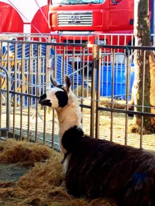 Stop O’ Mag à Roubaix