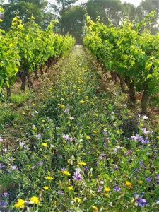 Domaines & Vignoble comestible Castell (Vins, Maraîchage, Gastronomie, Chambres) à La Cadière-d'Azur