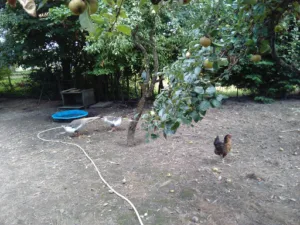 SOLUSCENE à Vindry-sur-Turdine