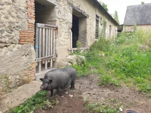 Auberge Camping Les Voisins à Montaigu-le-Blin