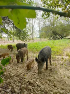 La Ferme aux Cerfs à Le Houga