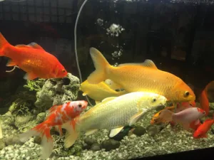 La Maison du Bonheur à Cernay-la-Ville