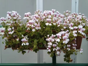 Les Restos du Cur à Bagneux