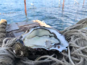 Giol Jean Cristophe à La Seyne-sur-Mer