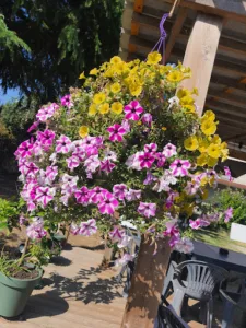 Hippodrome Le Passage AGEN à Le Passage