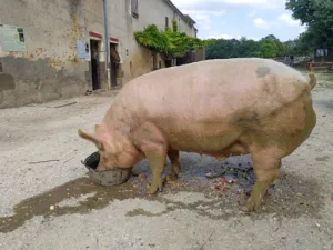 Moulin du Vanneau à Saints-en-Puisaye