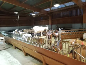 Les Chevrettes du Terril à Rieulay