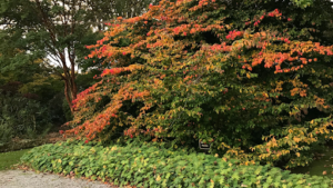 Mesnil et Parc Botanique de Bray Garden à Montérolier