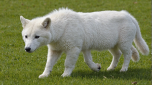 découvrez comment blanchir un chou pour conserver sa fraîcheur et sa couleur dans cette méthode simple et efficace pour la préparation de ce légume.