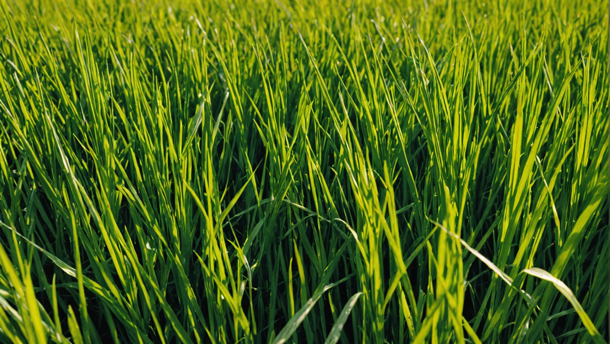 découvrez comment les acides gras monoinsaturés peuvent contribuer à la santé de votre cœur et de votre système cardiovasculaire.