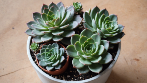 découvrez les étapes pour préparer une délicieuse boîte chaude maison et régalez-vous avec cette recette simple et savoureuse.