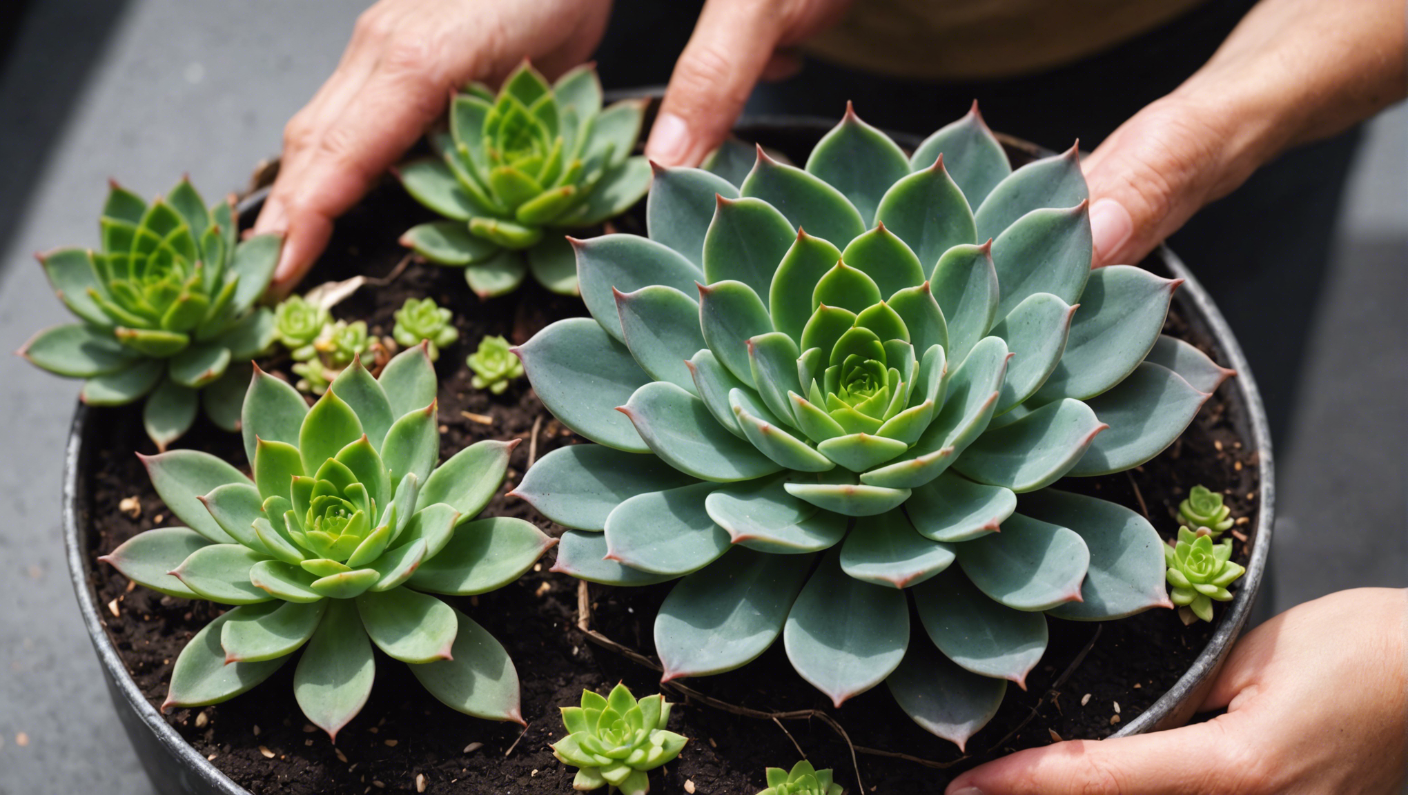 découvrez comment préparer un délicieux ragoût de chou en suivant nos étapes simples et savoureuses.