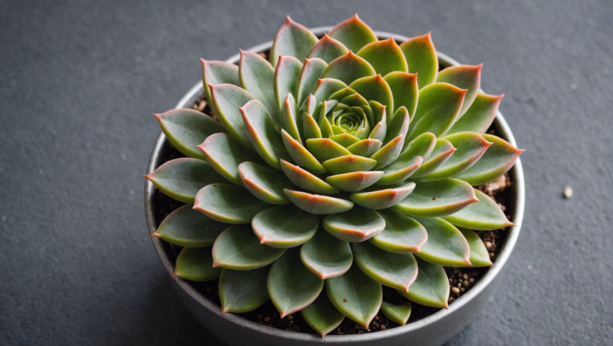 découvrez les meilleures astuces pour réussir un délicieux rosbeef à l'ail cuit au four avec cette recette infaillible.