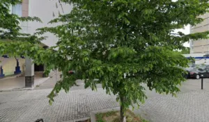 Zhou Rongsha à Épinay-sur-Seine