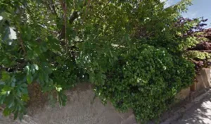 eurl villa les cèdres à Alzonne