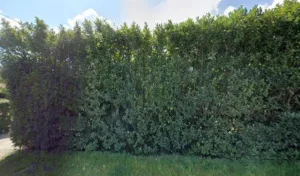 Le Limancet à Saint-Caprais-de-Bordeaux