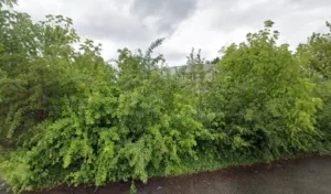 Picual Foodtruck à Saint-Martin-d'Hères